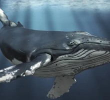 7000 горбатых китов погибло за 10 лет в Тихом океане