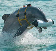 «Срывают маску и ласты»: как работают российские боевые дельфины