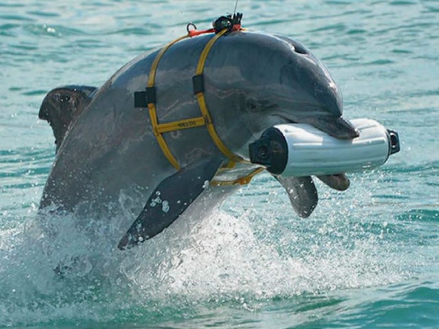 «Срывают маску и ласты»: как работают российские боевые дельфины