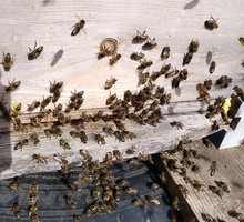 Томские биологи разыскали настоящих сибирских пчёл