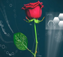 Как сделать транзистор из розы