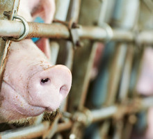 Bloomberg рассказал о «возрождении» производства свинины в России