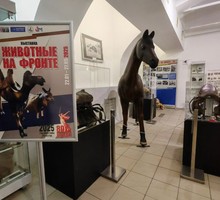 Учёные обнаружили в гробнице средневекового всадника уникальную находку