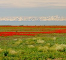 Биоразлагаемый пластик - фиктивное решение