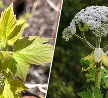 У берегов США появилась гигантская «мёртвая зона»