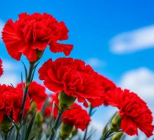 Поздравляем с Днём защитника Отечества!