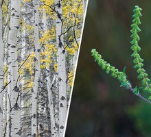 Берёза, ольха, тополь: самые аллергенные растения России