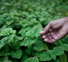 Прощай, (само)изоляция!