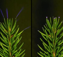 Метеорологи впервые засняли невидимое электрическое свечение деревьев во время грозы