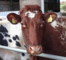 Сибирская зараза: опасная болезнь или коммерческие разборки