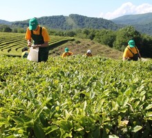 Записки натуралиста. Как я стал чаеводом