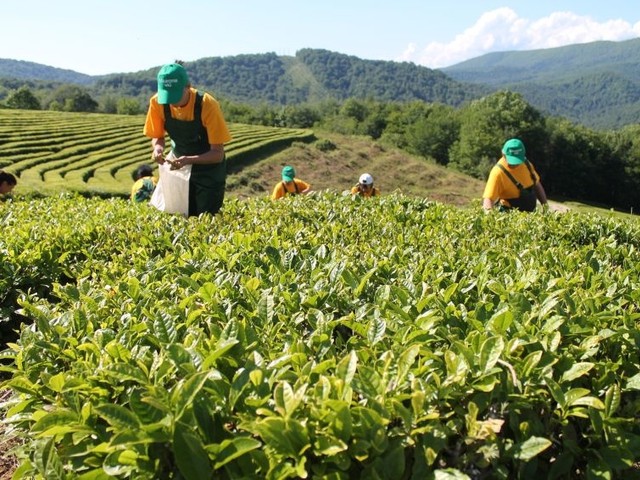 Записки натуралиста. Как я стал чаеводом