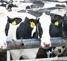 Установите в Москве памятник нерождённым детям!