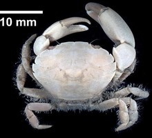 Азовское море заселяет грязевой краб из Атлантики
