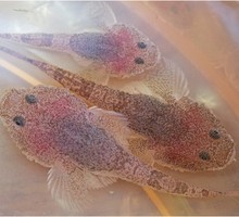 В Волге завелись морские рыбы В Волге завелись морские рыбы